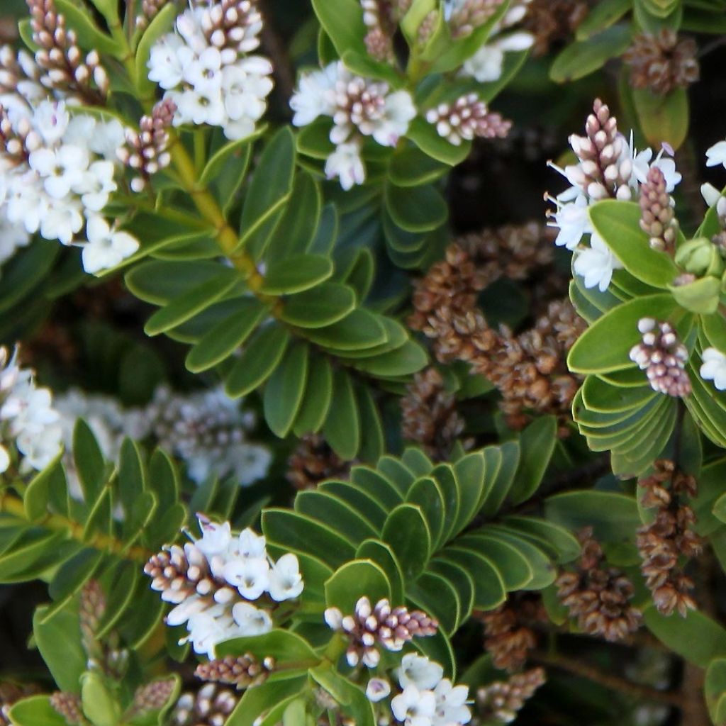 Hebe rakaiensis - Strauchveronika