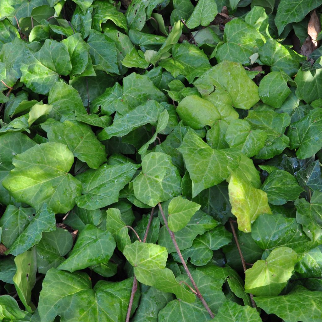 Hedera colchica - Kaukasus Efeu