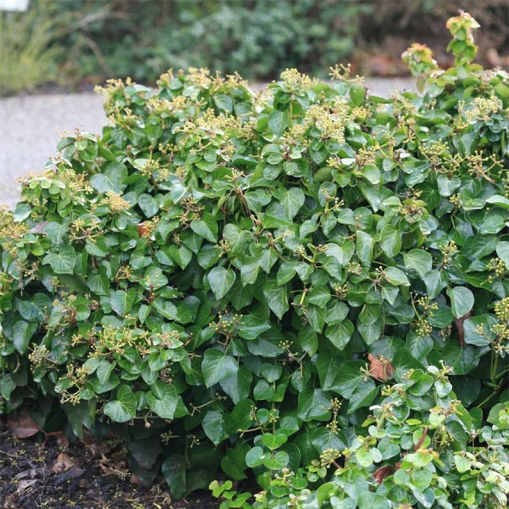 Lierre arbustif - Hedera helix Arbori Compact