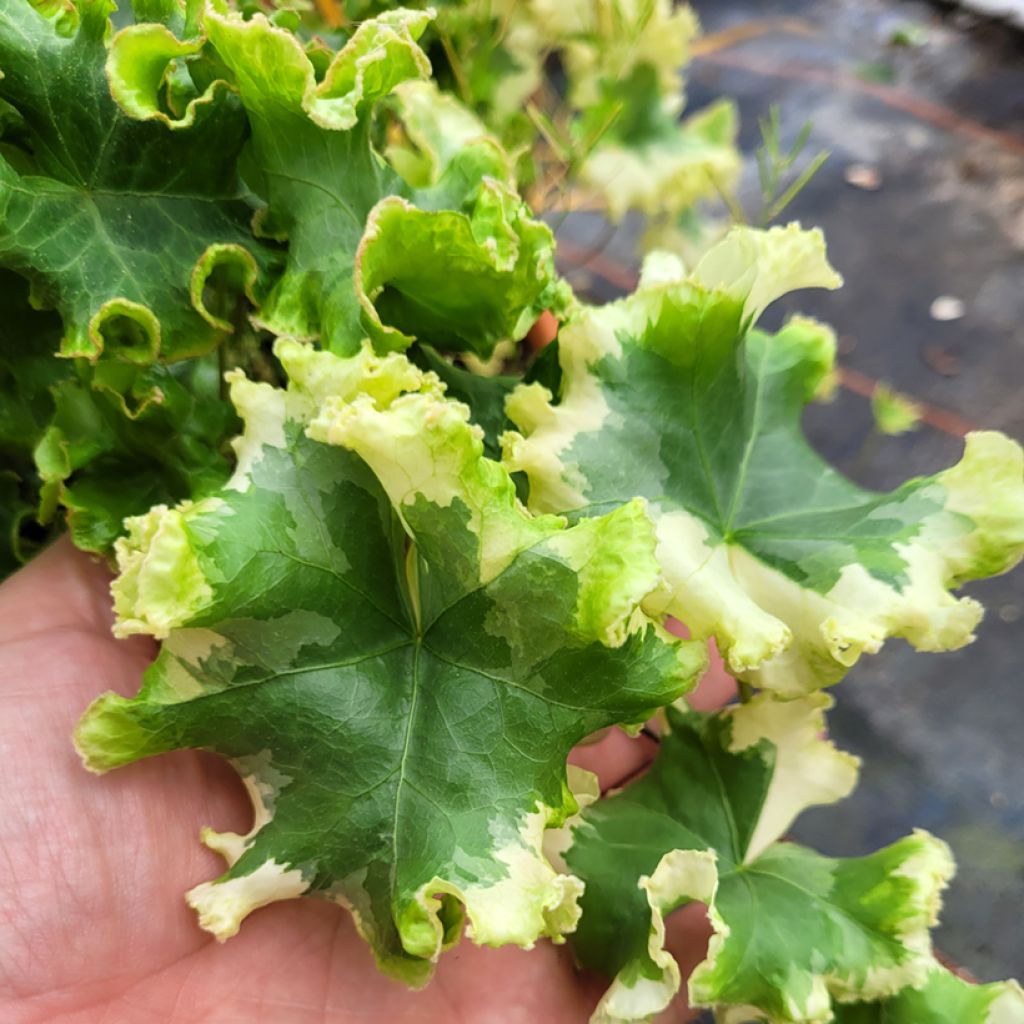 Efeu Clotted Cream - Hedera helix 