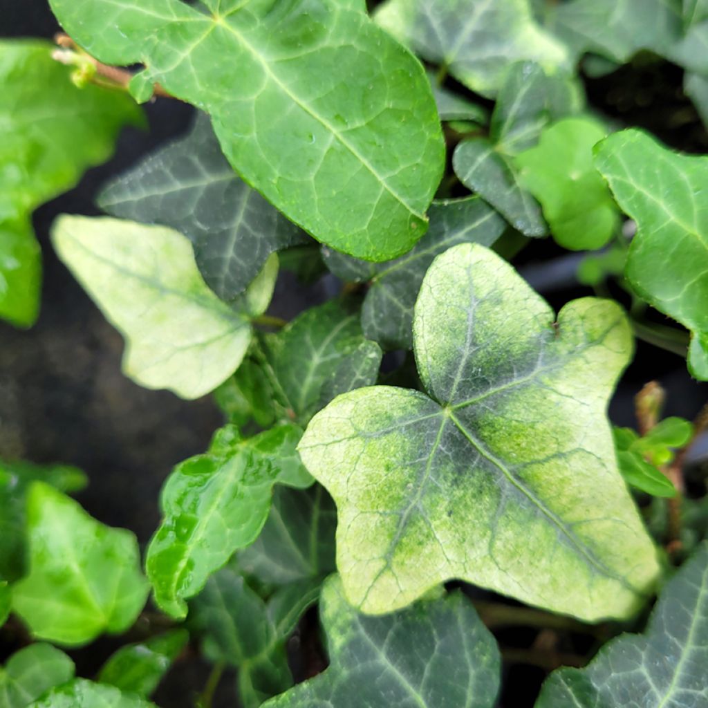 Efeu Frosty - Hedera helix 