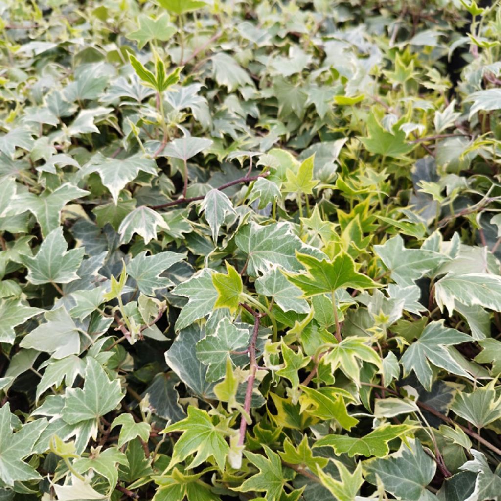 Goldlaubiger Efeu Yellow Ripple - Hedera helix