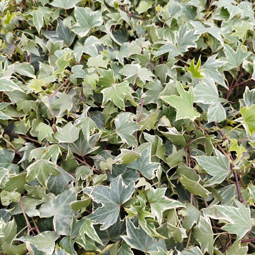 Goldlaubiger Efeu Yellow Ripple - Hedera helix