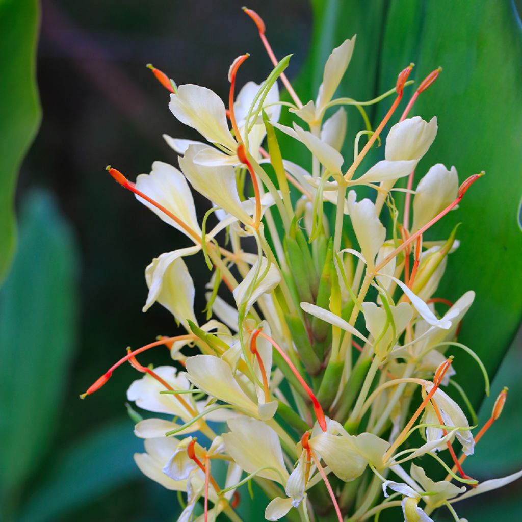 Hedychium Dixter - Schmetterlingsingwer