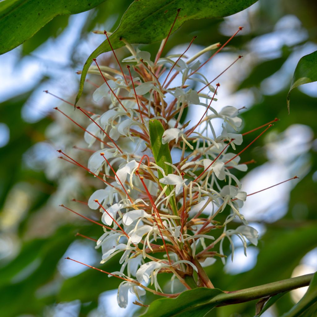 Hedychium Dixter (Tresco) - Longose - Gingembre d'ornement 