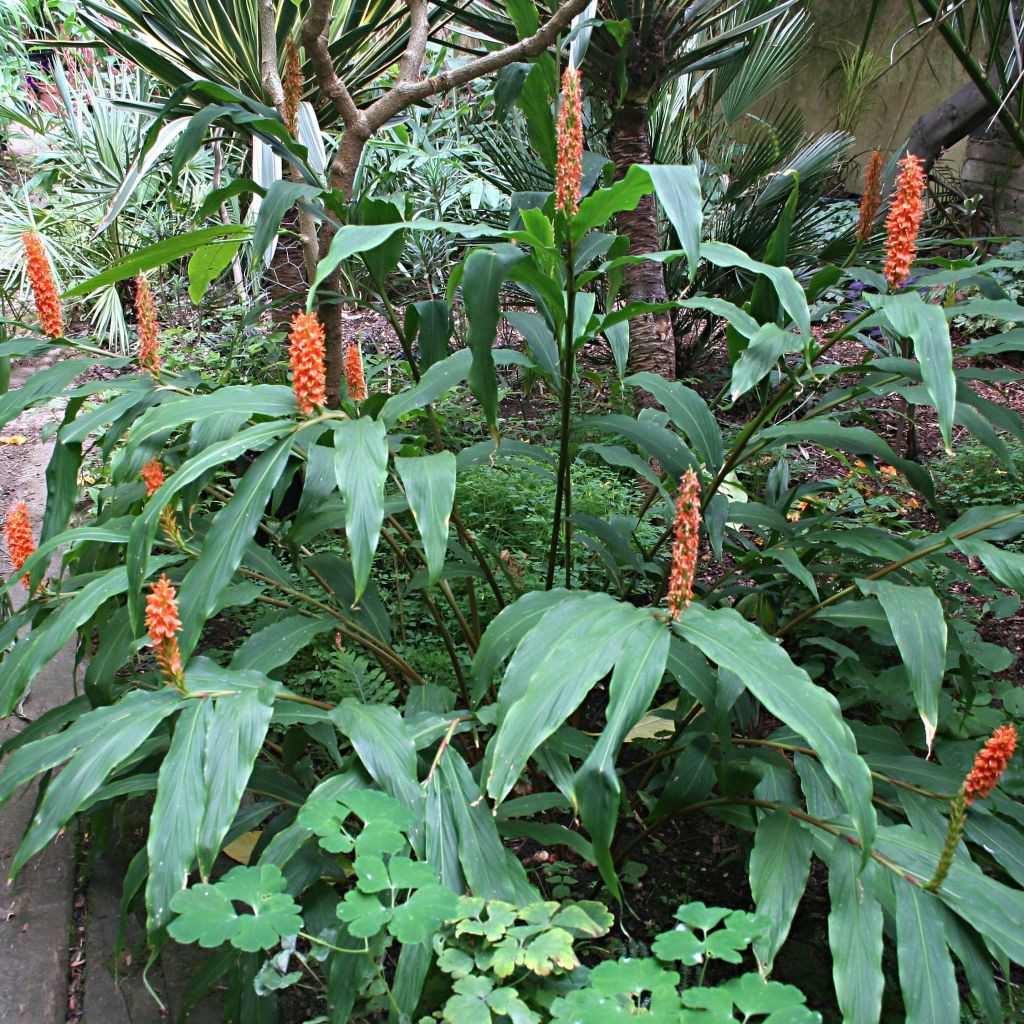 Hedychium densiflorum - Longose