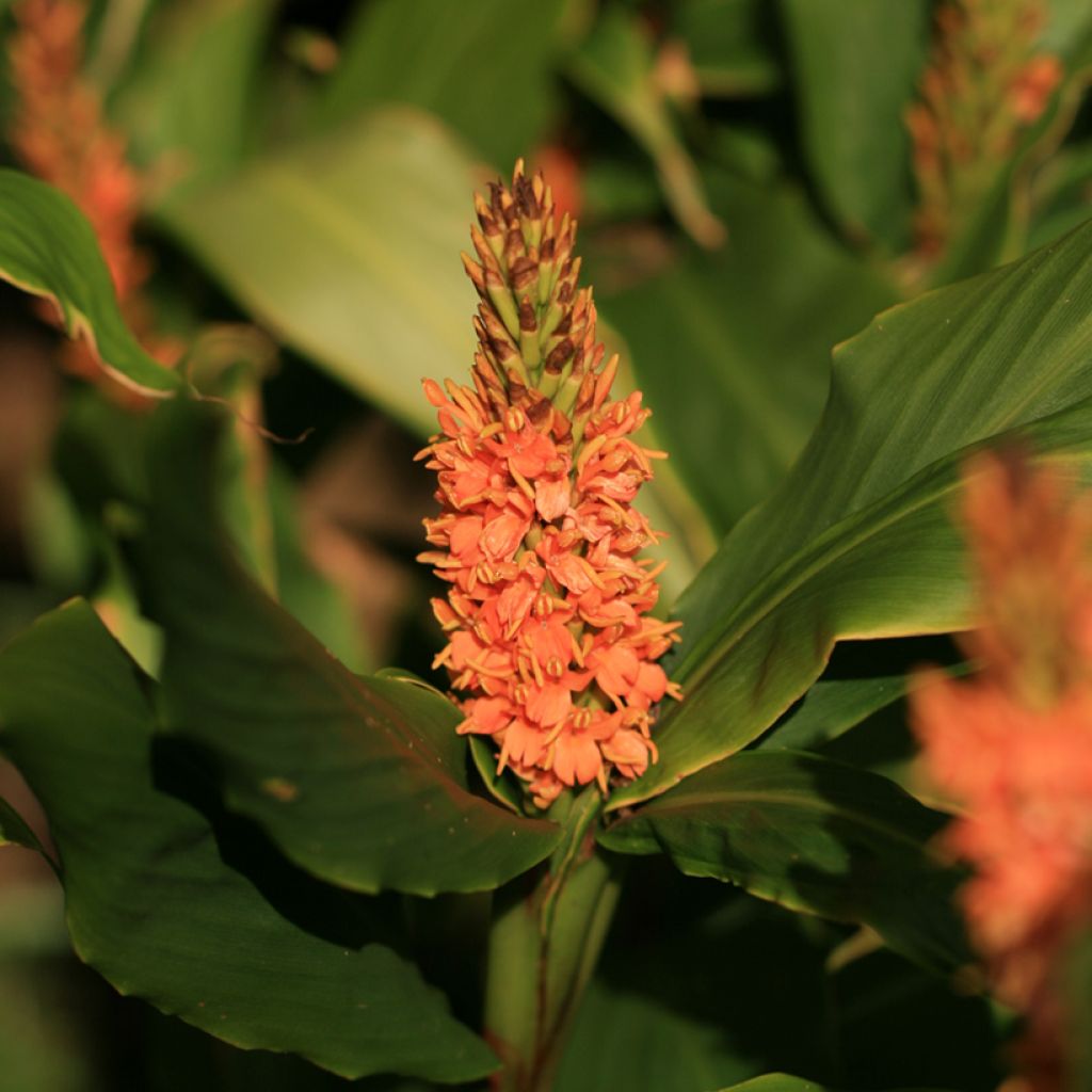 Hedychium densiflorum Assam Orange - Gingembre d'ornement  