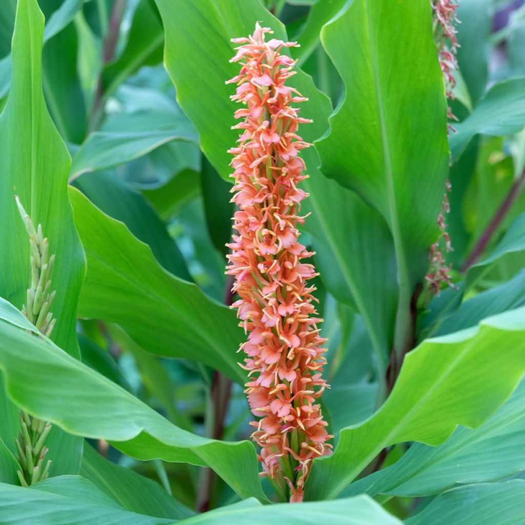 Hedychium densiflorum Assam Orange - Schmetterlingsingwer