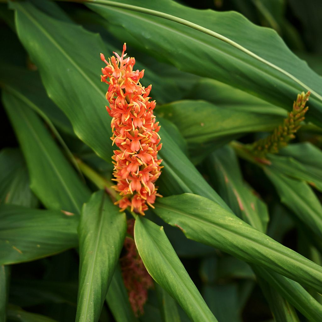 Hedychium densiflorum - Schmetterlingsingwer