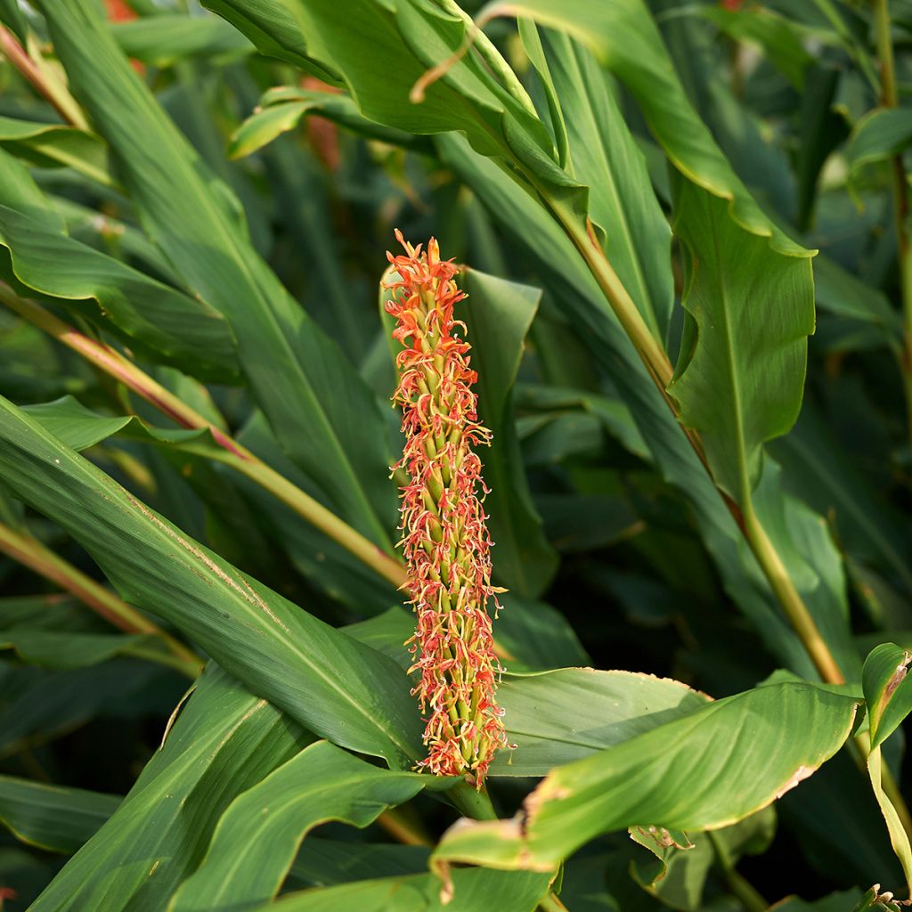 Hedychium densiflorum - Schmetterlingsingwer