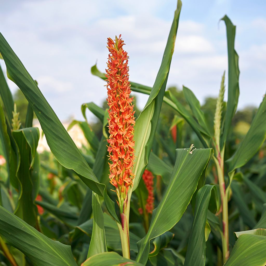 Hedychium densiflorum - Schmetterlingsingwer