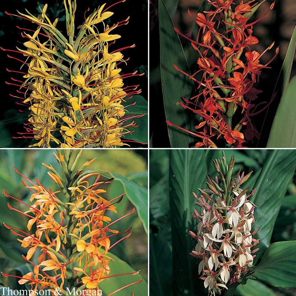 Hedychium gardnerianum Species Mixed (Samen) - Schmetterlingsingwer