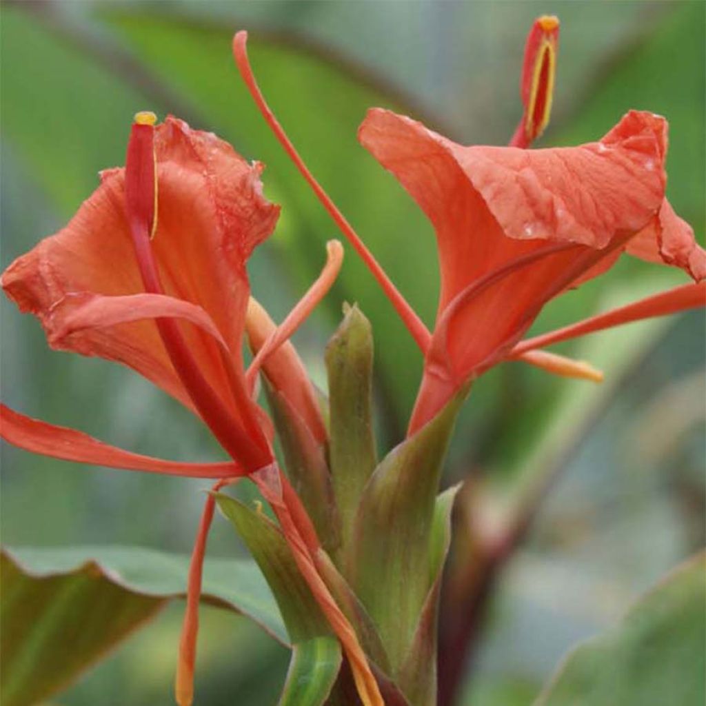 Bhutan-Ingwer - Hedychium greenii