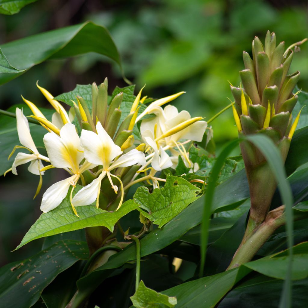 Hedychium maximum - Schmetterlingsingwer