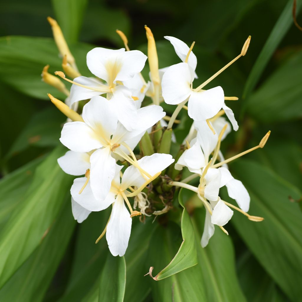 Hedychium maximum - Schmetterlingsingwer