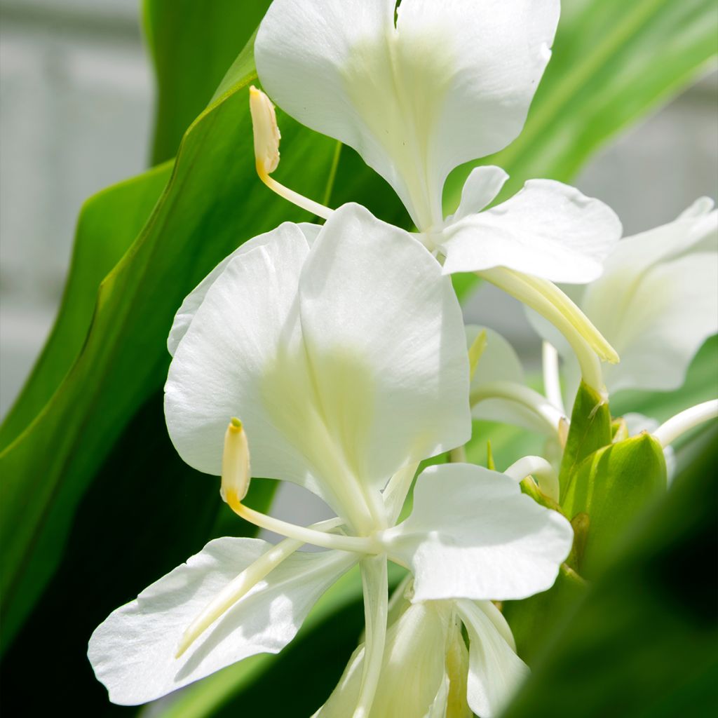 Hedychium maximum - Schmetterlingsingwer