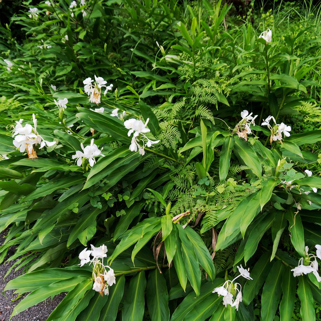 Hedychium maximum - Schmetterlingsingwer