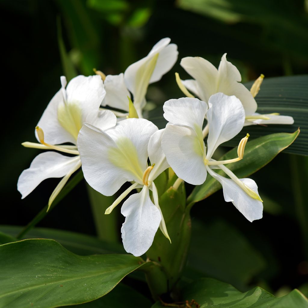 Hedychium maximum - Schmetterlingsingwer