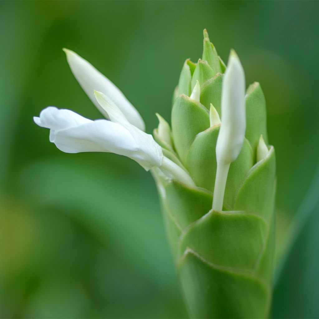 Hedychium maximum - Schmetterlingsingwer