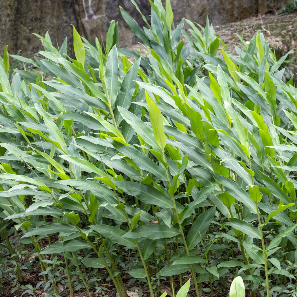 Hedychium maximum - Schmetterlingsingwer