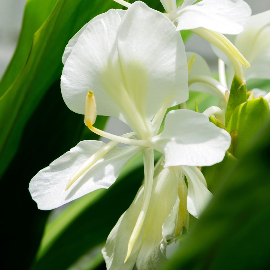 Hedychium maximum - Schmetterlingsingwer