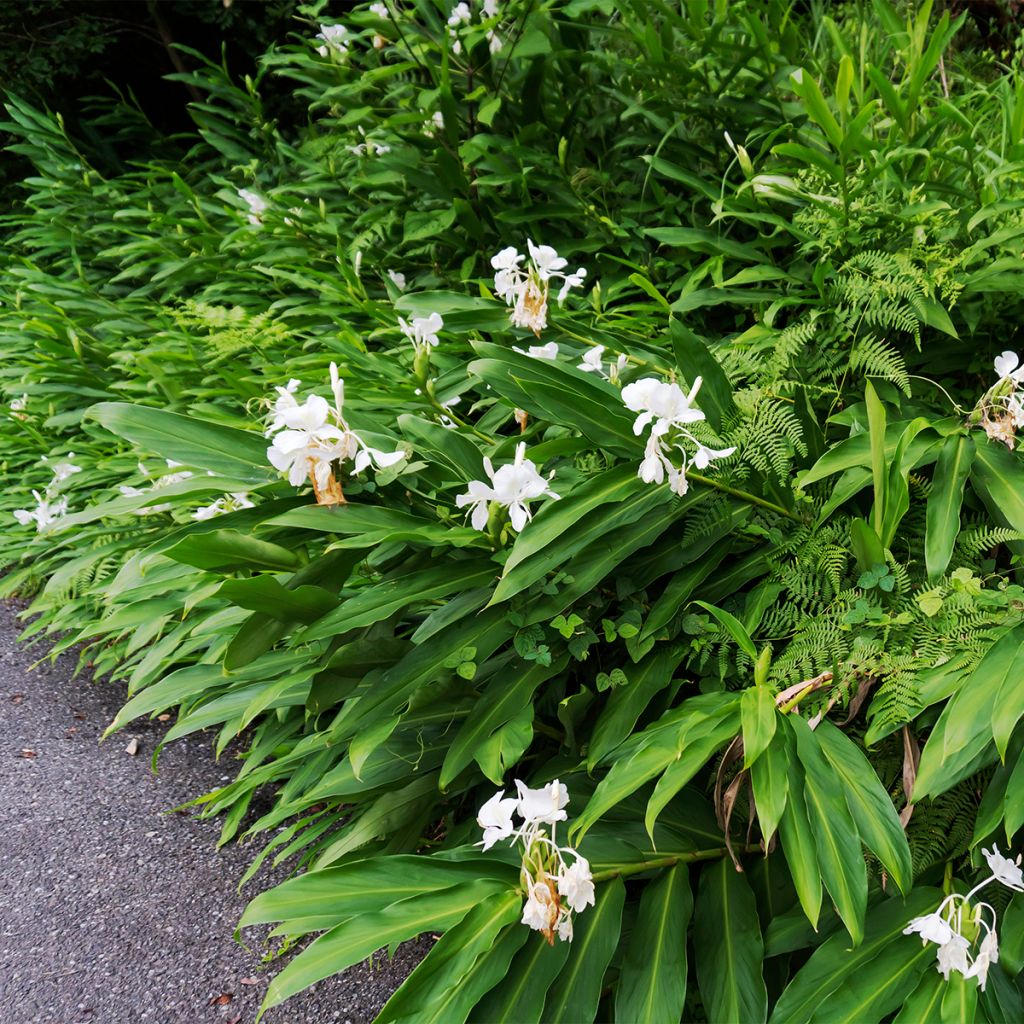 Hedychium maximum - Schmetterlingsingwer