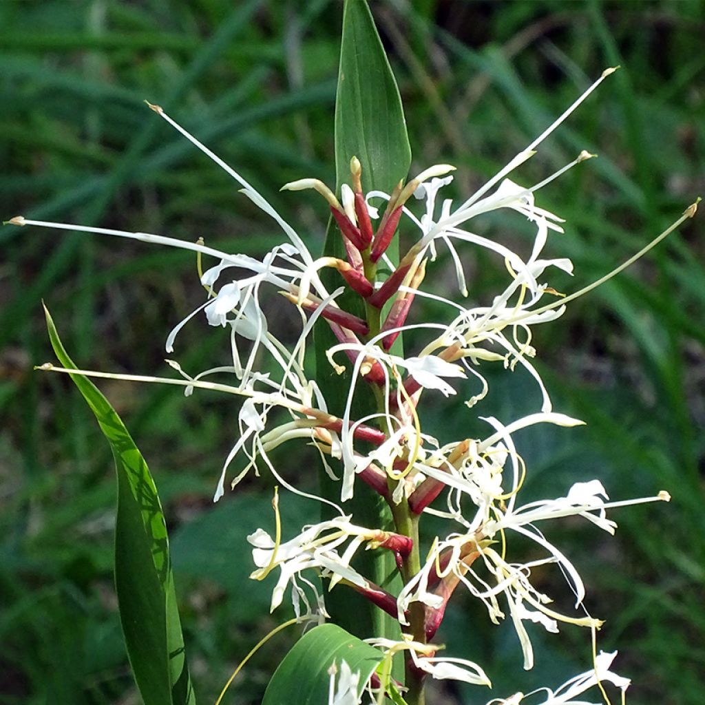 Hedychium villosum var. tenuiflorum - Schmetterlingsingwer