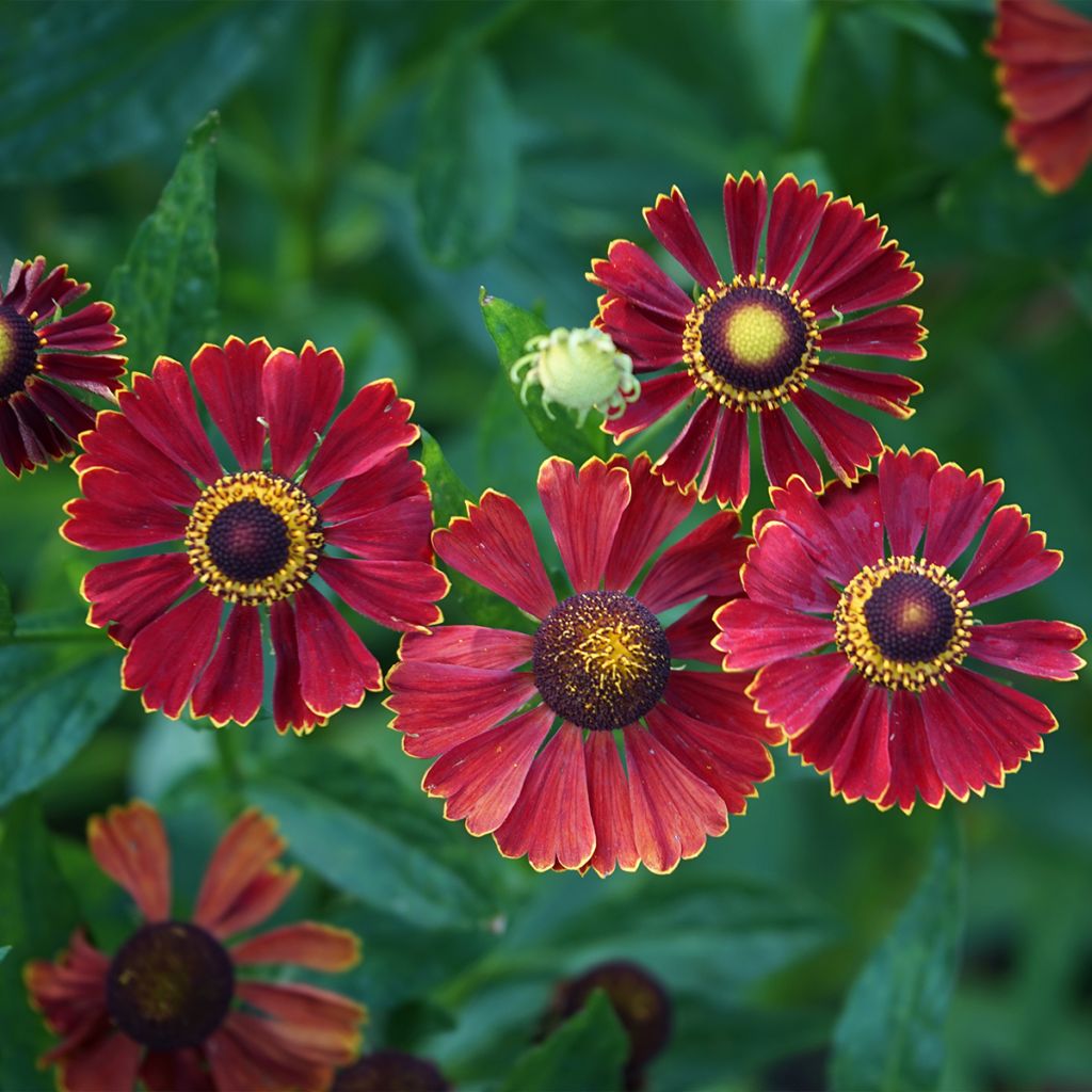 Sonnenbraut Helena Red Shades - Helenium automnale