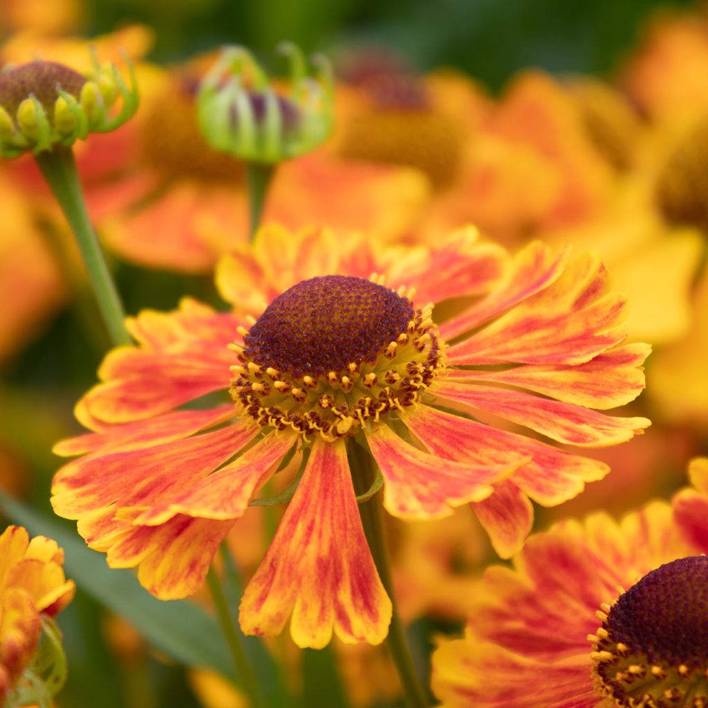 Sonnenbraut Dunkle Pracht - Helenium