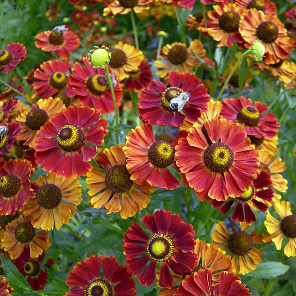 Sonnenbraut Dunkle Pracht - Helenium