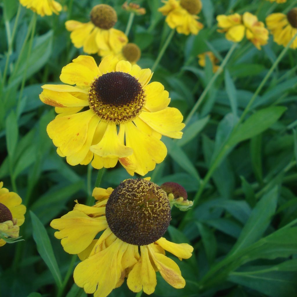 Sonnenbraut El Dorado - Helenium