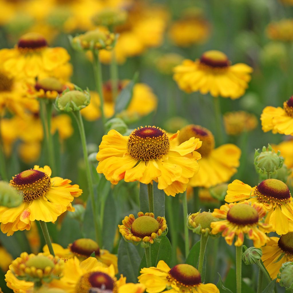 Sonnenbraut El Dorado - Helenium