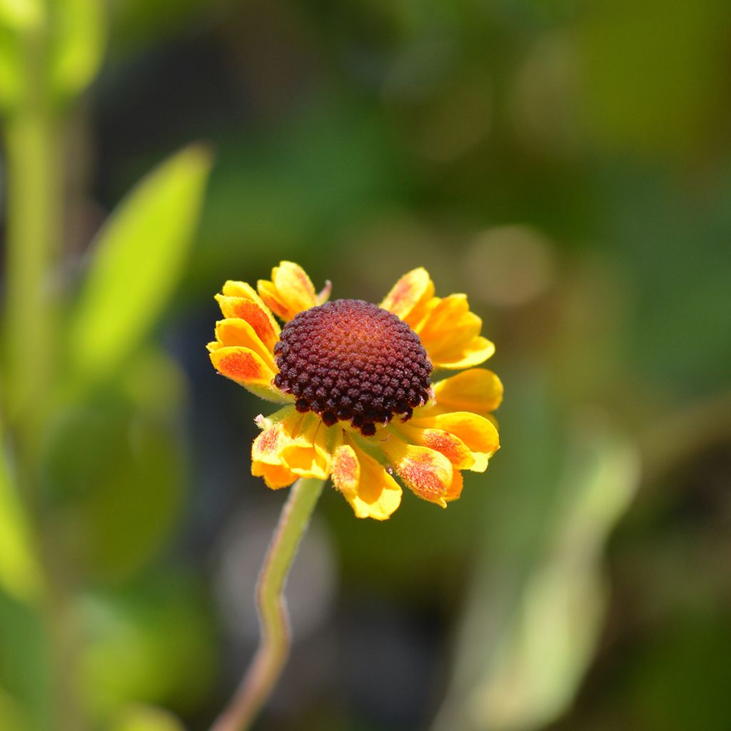 Sonnenbraut El Dorado - Helenium