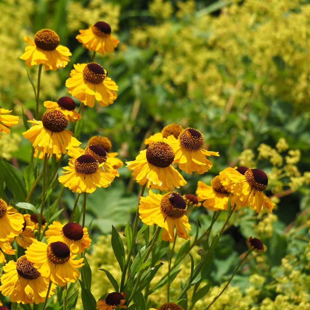 Sonnenbraut El Dorado - Helenium