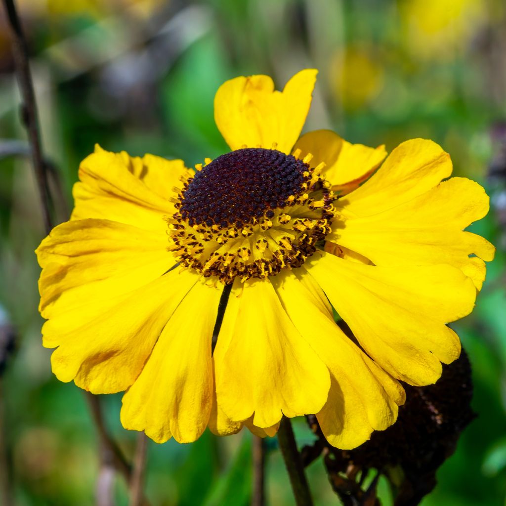 Sonnenbraut El Dorado - Helenium