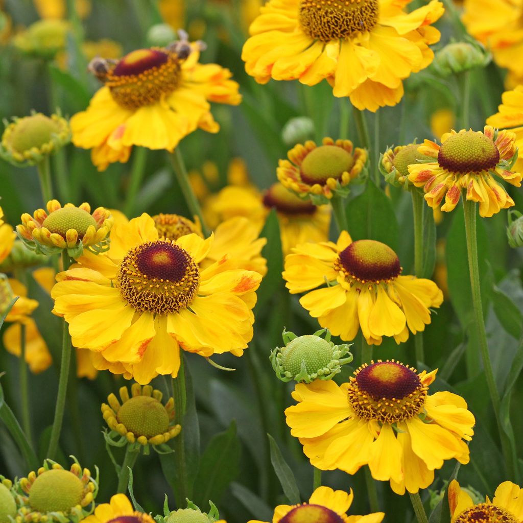 Sonnenbraut El Dorado - Helenium