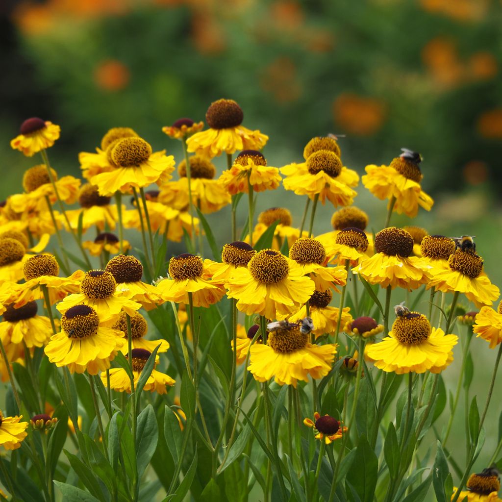 Sonnenbraut El Dorado - Helenium