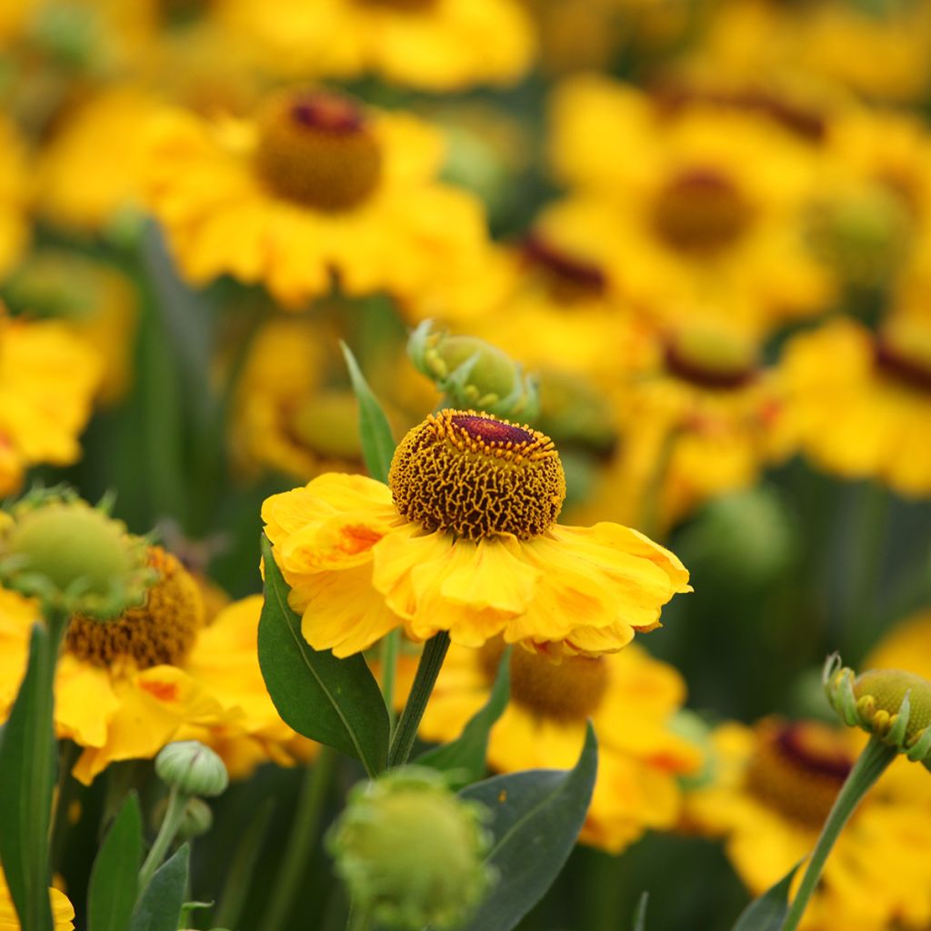 Sonnenbraut El Dorado - Helenium