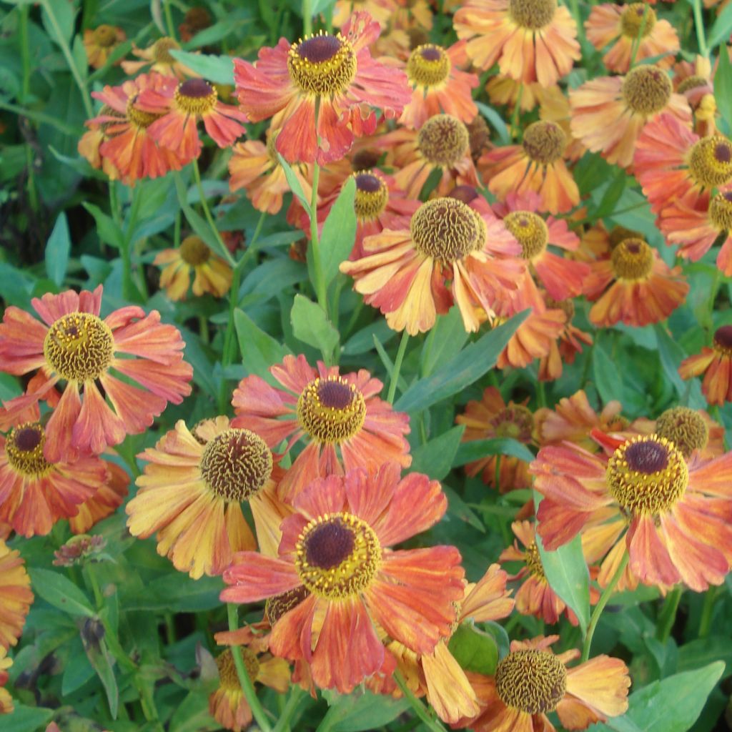 Sonnenbraut Flammenspiel - Helenium