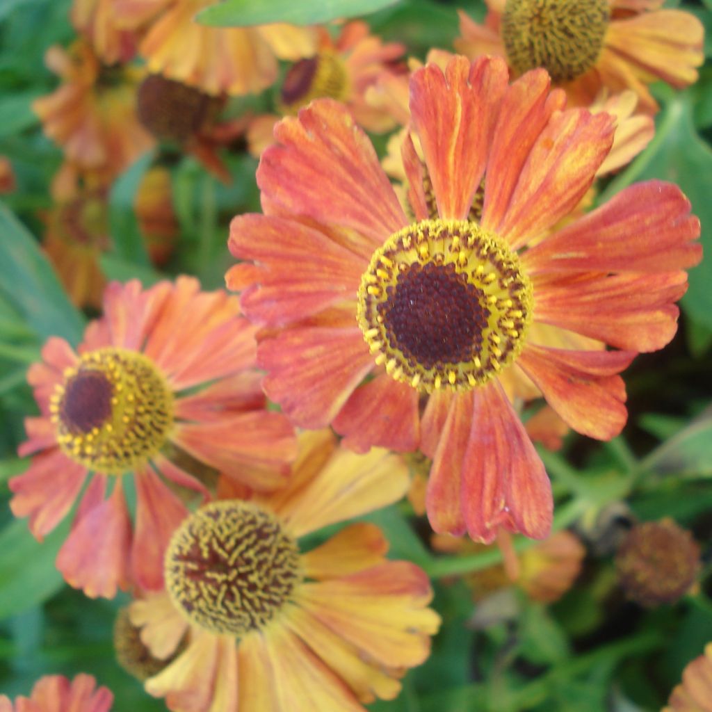 Helenium Flammenspiel - Hélénie orange feu