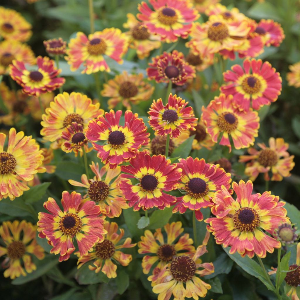 Sonnenbraut Fuego - Helenium automnale