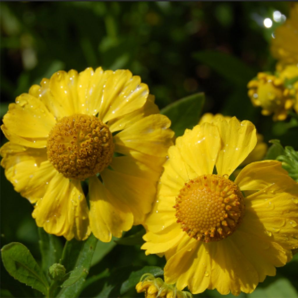 Sonnenbraut Kugelsonne - Helenium