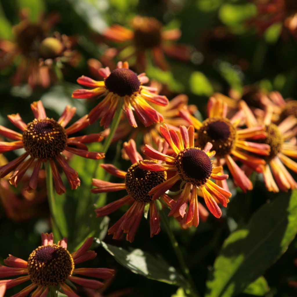 Sonnenbraut Loysder Wieck - Helenium