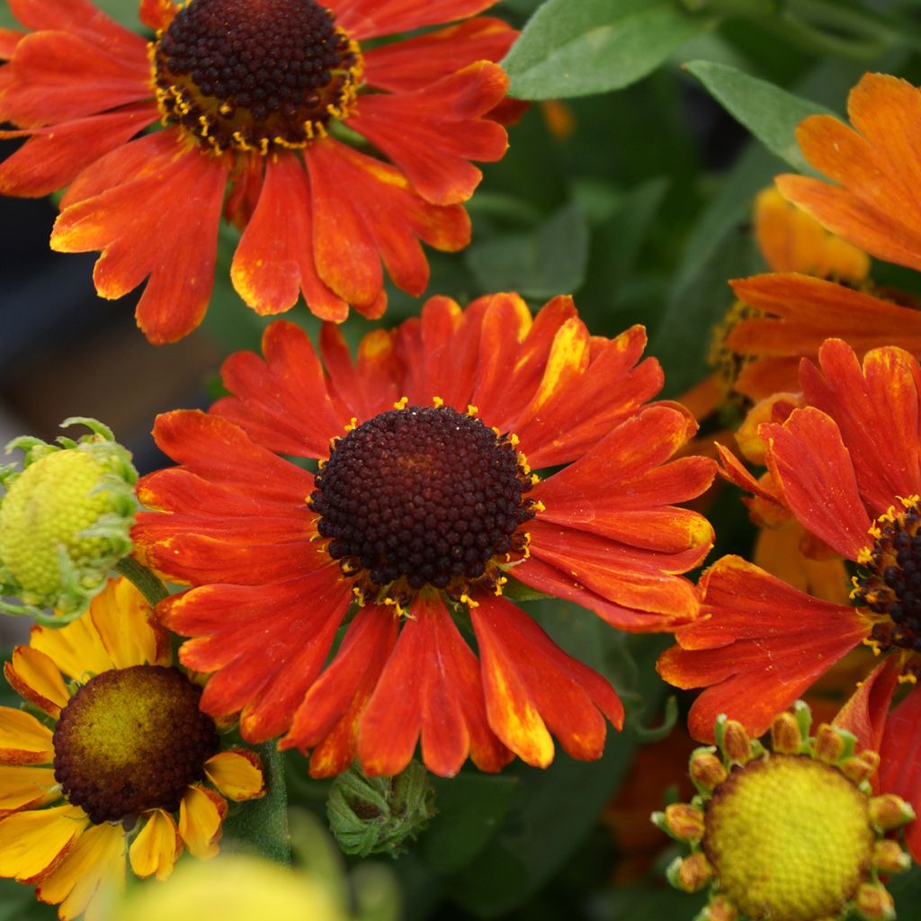 Sonnenbraut Mardi gras - Helenium