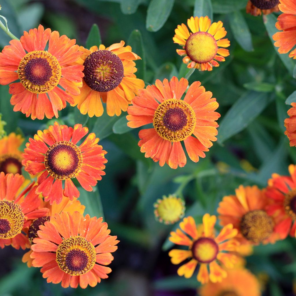 Sonnenbraut Mardi gras - Helenium