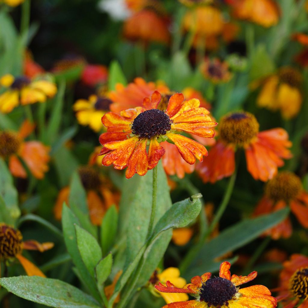 Sonnenbraut Mardi gras - Helenium