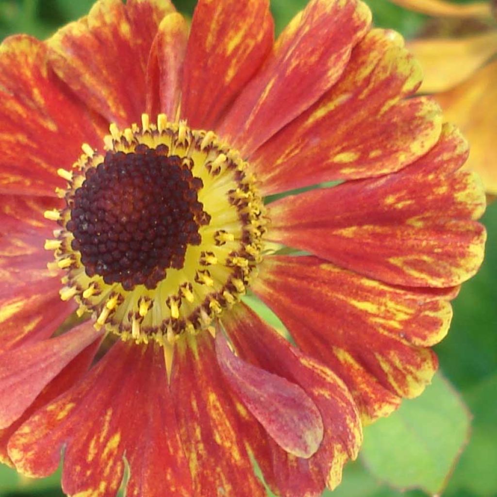 Helenium Marion Nickig - Hélénie rouge orangé bordée de jaune