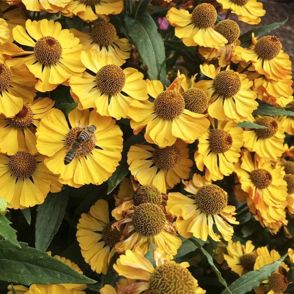 Sonnenbraut Okra Sundae - Helenium