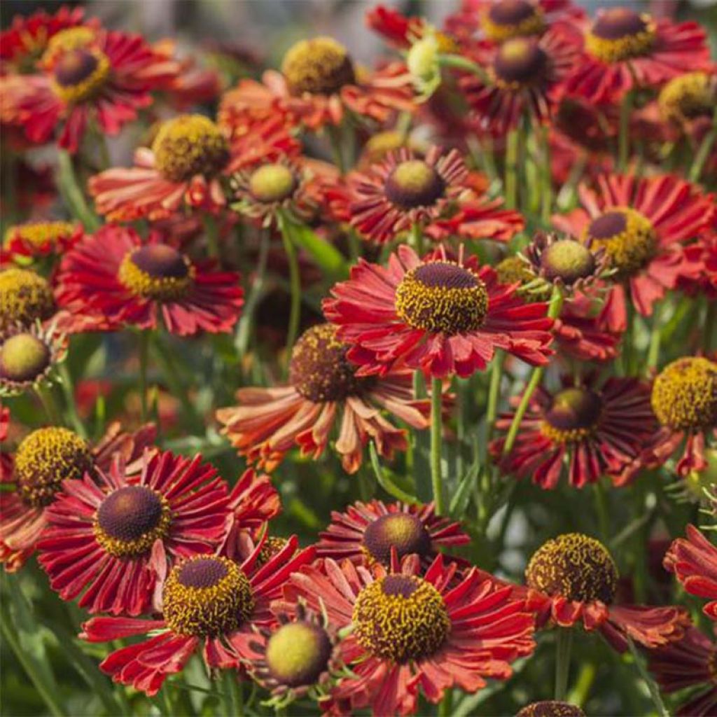 Sonnenbraut Mariachi Ranchera - Helenium automnale