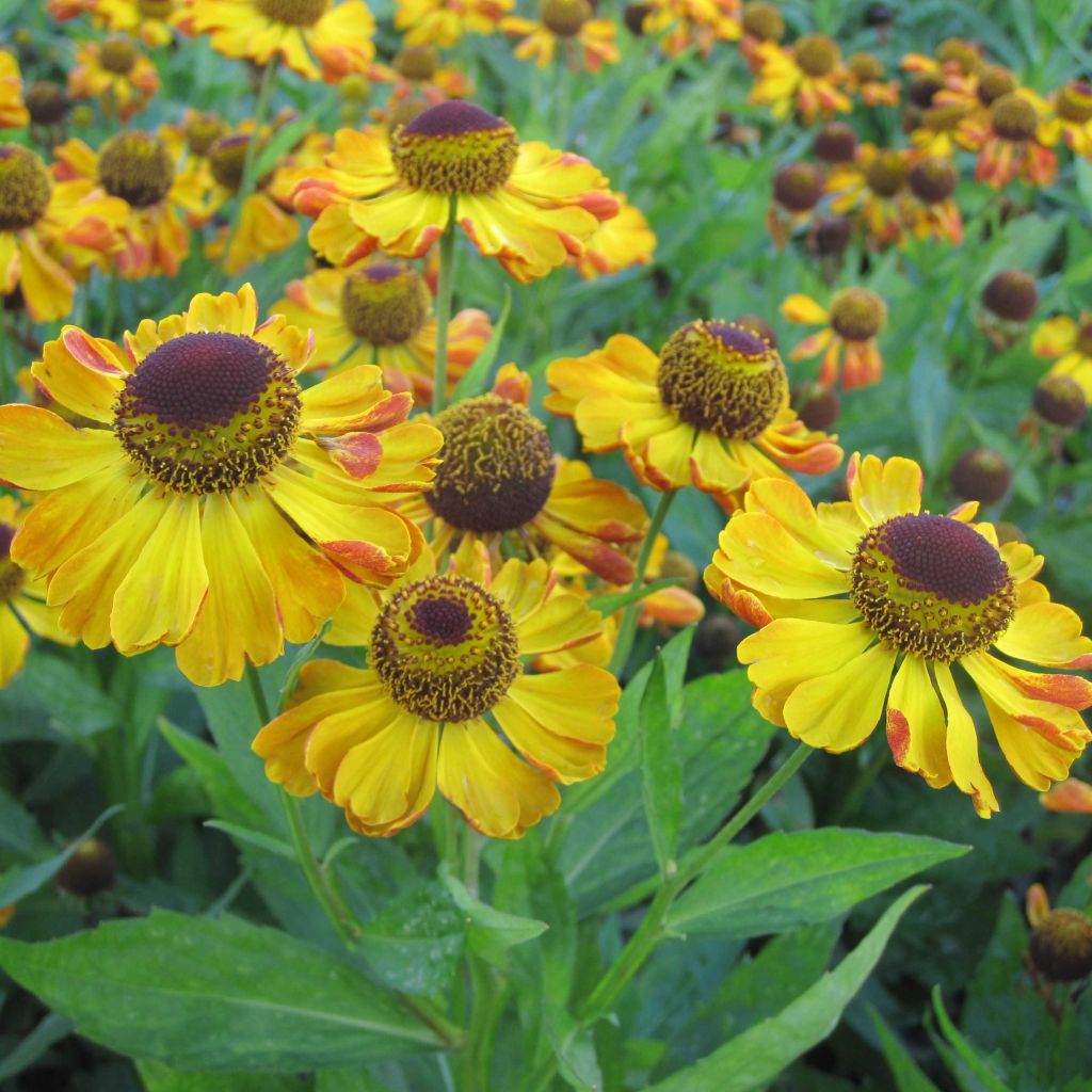 Sonnenbraut Rauchtopas - Helenium